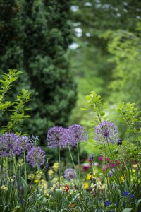 Cerne Abbas Open Gardens 2019