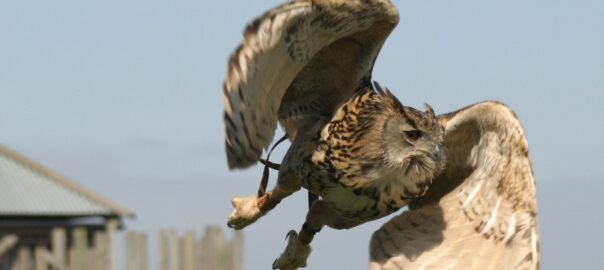Camping near Dorchester - European Eagle Owl